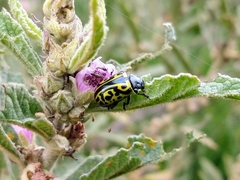 Calligrapha mexicana
