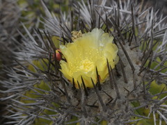 Copiapoa echinoides