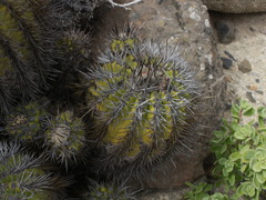 Copiapoa echinoides
