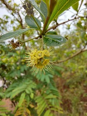 Terminalia australis