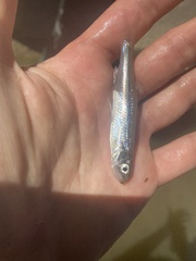 Notropis atherinoides