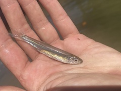 Notropis atherinoides