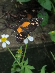 Chlosyne lacinia lacinia