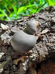 Lycogala flavofuscum