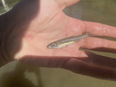 Notropis atherinoides