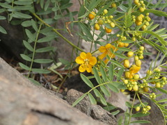 Senna cumingii