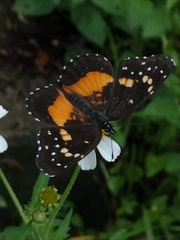 Chlosyne lacinia lacinia