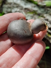Lycogala flavofuscum