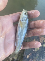 Luxilus chrysocephalus