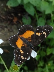 Chlosyne lacinia lacinia