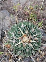 Echinofossulocactus crispatus