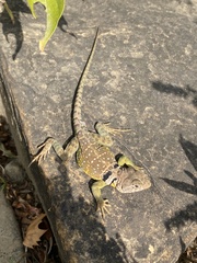 Crotaphytus collaris