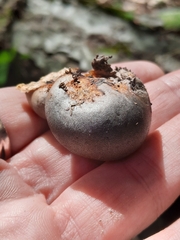 Lycogala flavofuscum