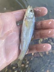 Luxilus chrysocephalus