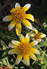 Arnica lanceolata