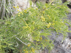 Senna cumingii