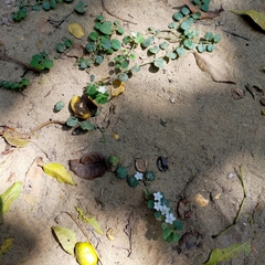 Evolvulus nummularius