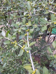 Ilex