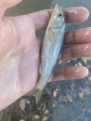 Luxilus chrysocephalus