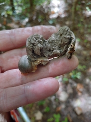 Lycogala flavofuscum