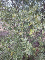 Ilex