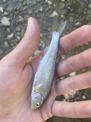 Luxilus chrysocephalus