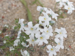 Zephyra compacta