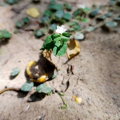 Evolvulus nummularius