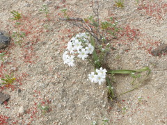 Zephyra compacta