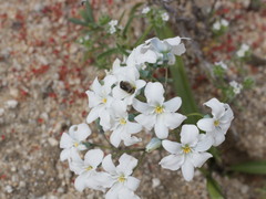 Zephyra compacta