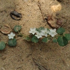 Evolvulus nummularius