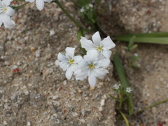 Zephyra compacta