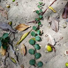 Evolvulus nummularius