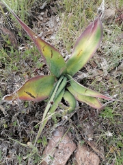 Agave salmiana