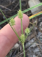 Cyperus retrorsus