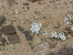 Zephyra compacta