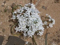 Zephyra compacta
