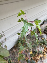 Acer ginnala