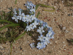 Zephyra compacta