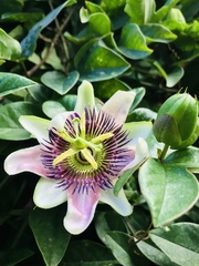 Passiflora alata × caerulea