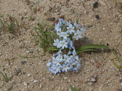 Zephyra compacta