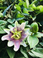 Passiflora alata × caerulea