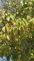 Cornus sanguinea