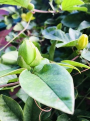 Passiflora alata × caerulea