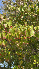 Cornus sanguinea