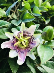 Passiflora alata × caerulea