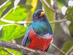 Trogon personatus