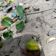 Evolvulus nummularius