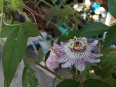 Passiflora ciliata