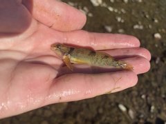 Etheostoma variatum